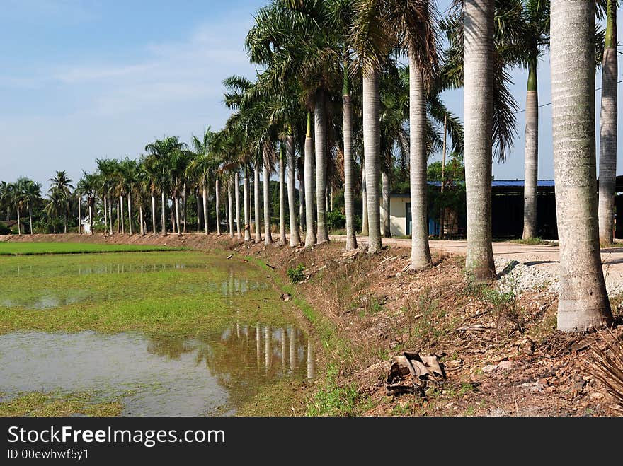 Rows of palm trees