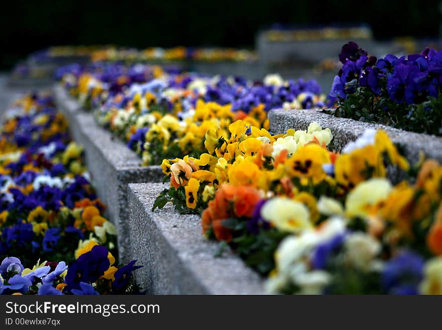 Colored petunias all over the rock. Colored petunias all over the rock