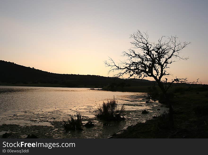 Landscape with a tree at sunset