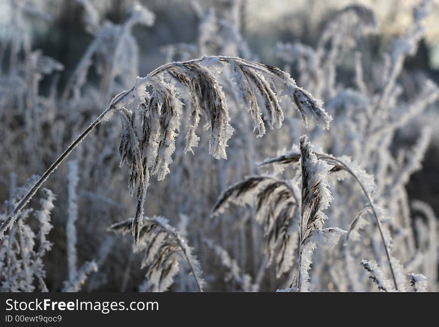 Frosty Reed On Cold Winter Day