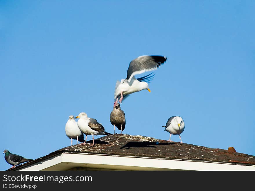 California Gull landing on a roof with other birds. California Gull landing on a roof with other birds