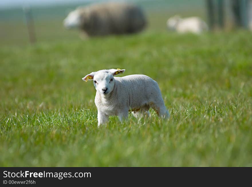 Cute little lamb on green grass