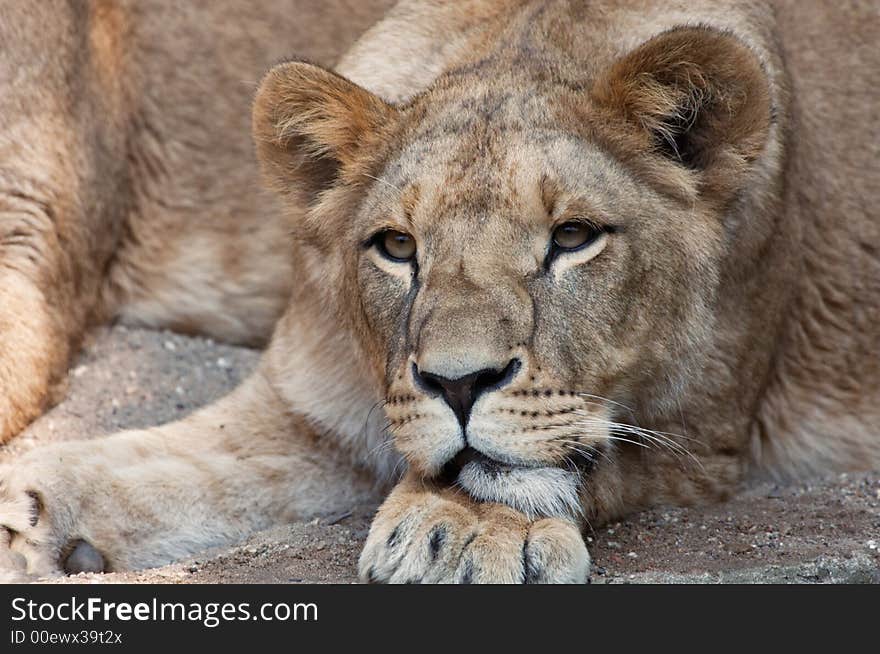 Close-up of a female lion