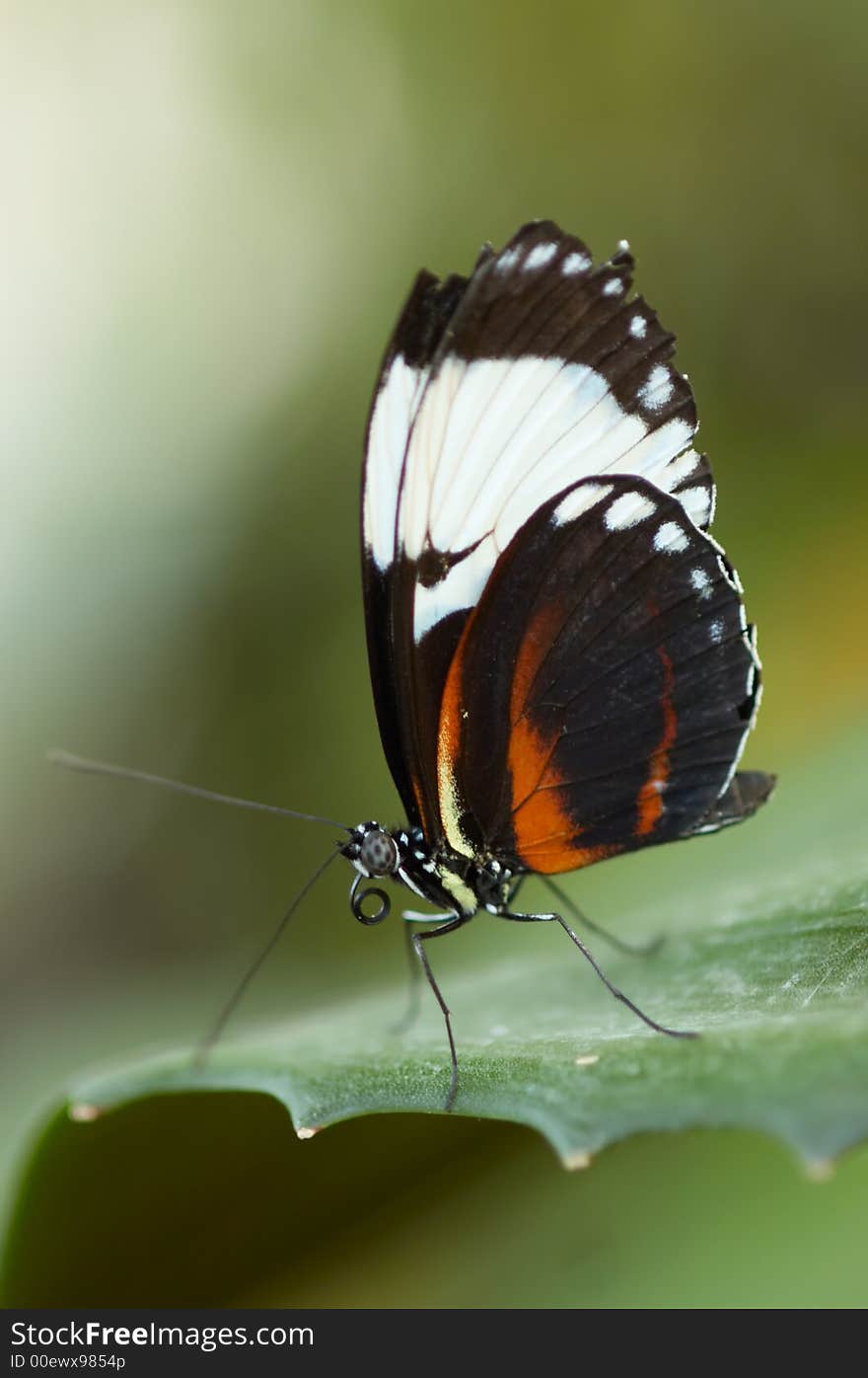 Macro photo of a beautiful butterfly