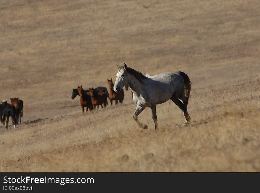 Wild Horse Standing Out