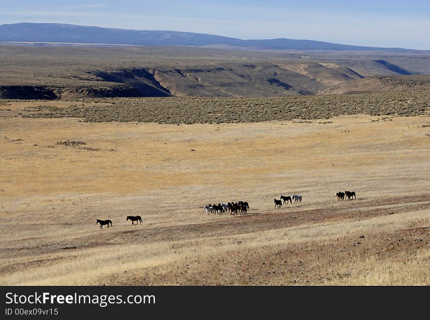 Wild horses on the praire and sage brush