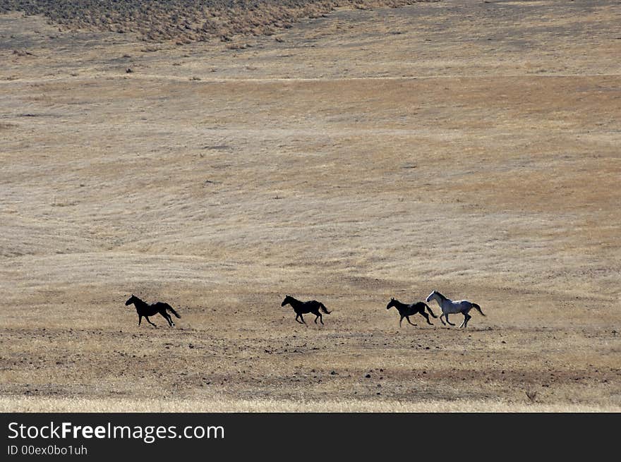 Wild horses running across the plains