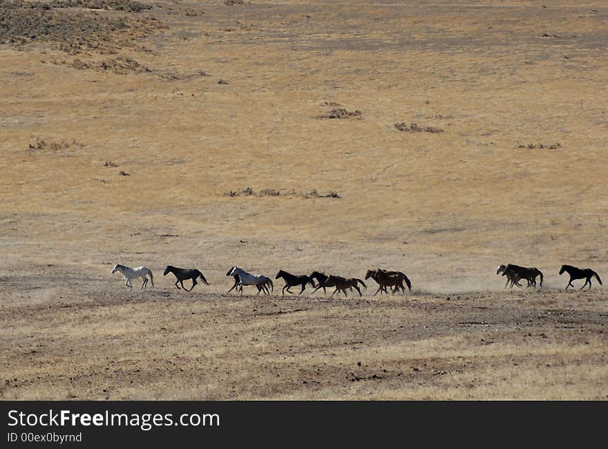 Wild horses running