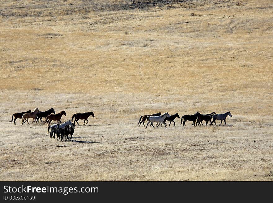 Wild horses running across the plains