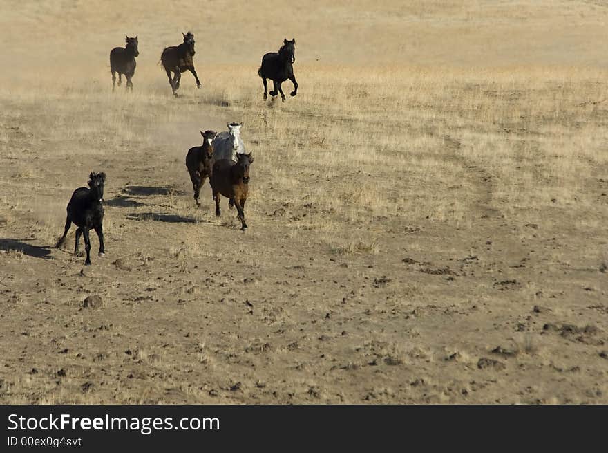 Wild horses on the praire and sage brush