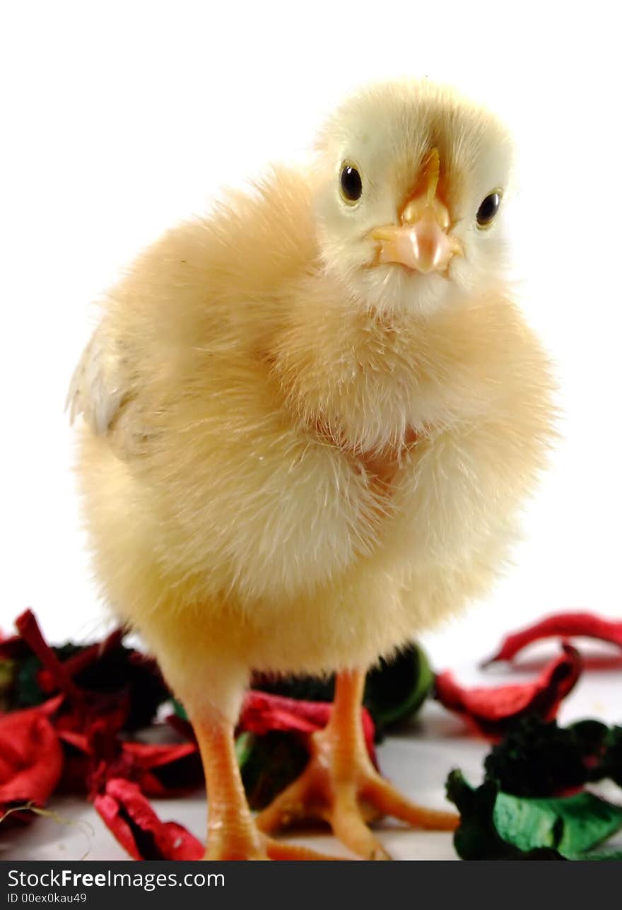 Baby chicken in a white background. Baby chicken in a white background