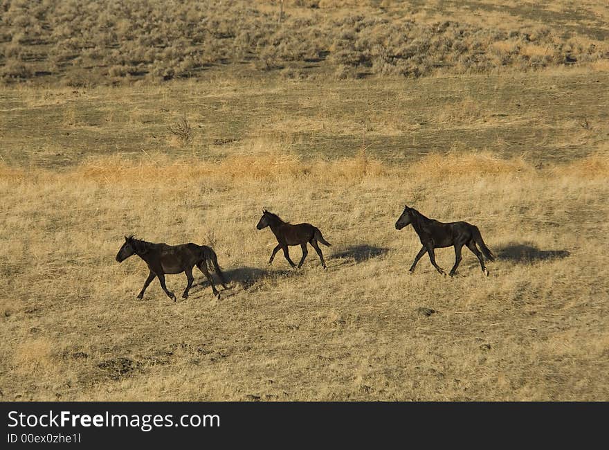 Three Wild Horses On Hillside