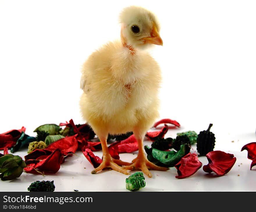 Baby chicken in white background. Baby chicken in white background