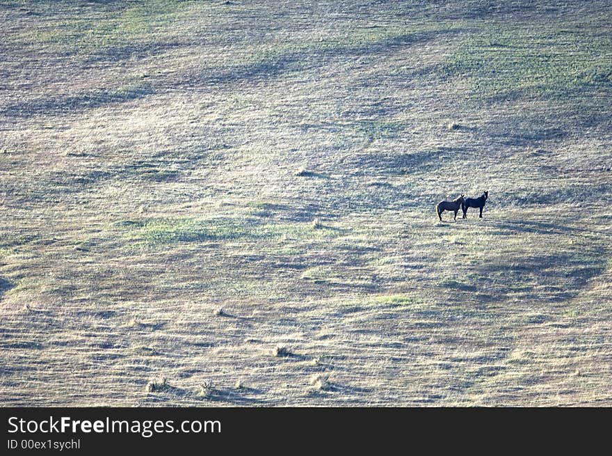 Two wild horses standing on the hillside