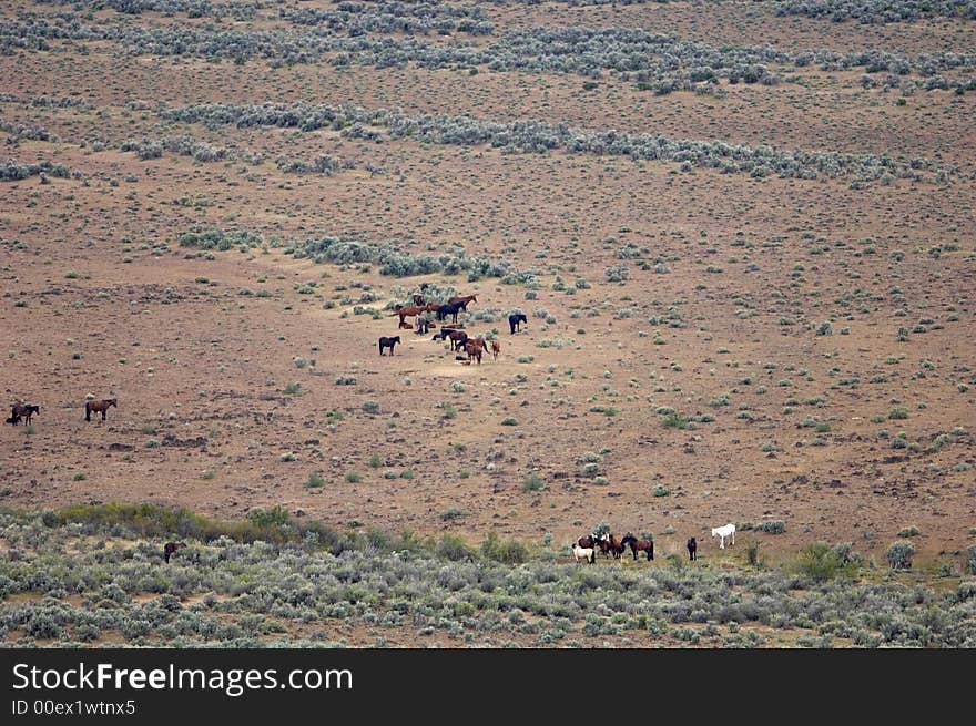 Herd of wild horses on the open plain