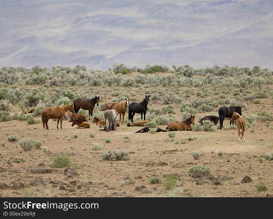 Wild horses standing in sage