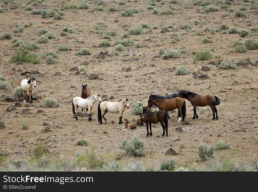 Wild horses with young colt on hillside