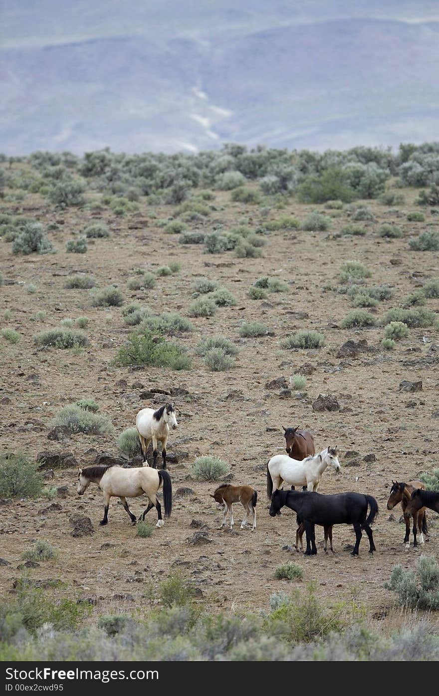 Wild horses with young colt out on the praire