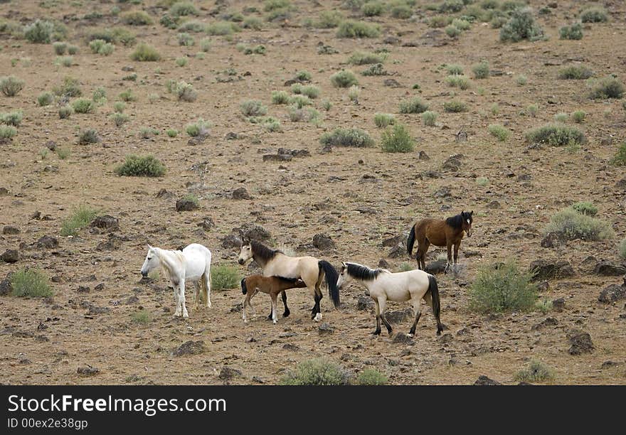 Young wild colt nursing with its mother