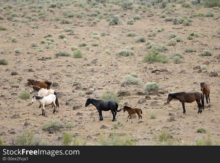 Wild horses with young colt in the sage brush