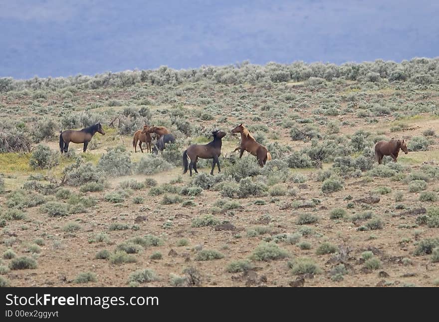 WIld horses fighting out in the wild