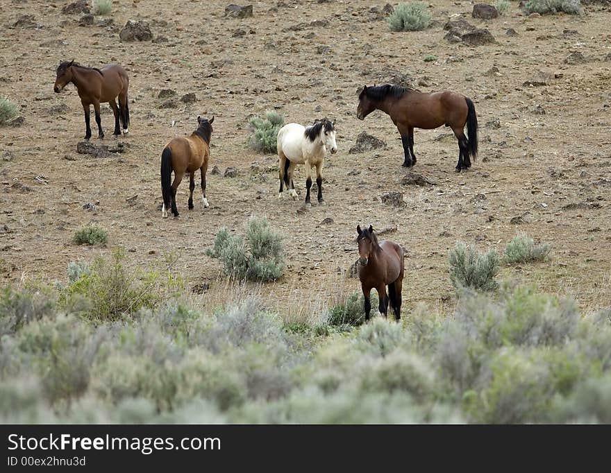 Wild horses standing in sage