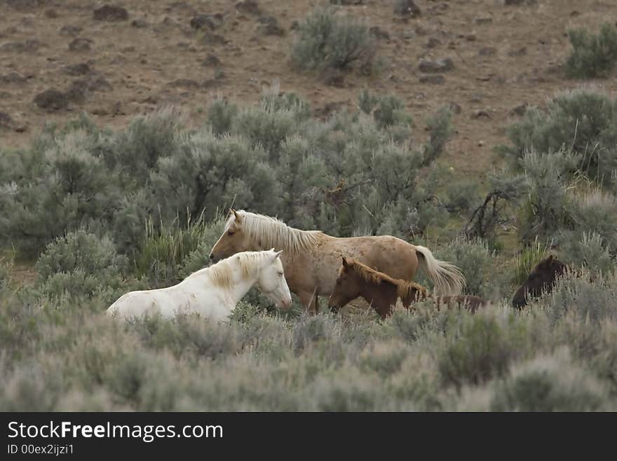 Three wild horses in sage brush