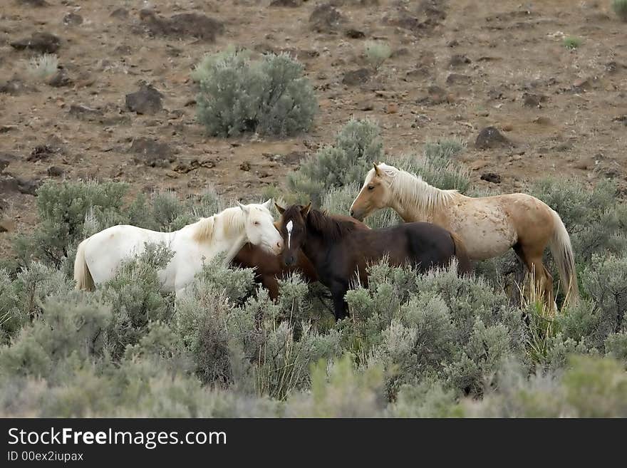 Three wild horses in sage brush