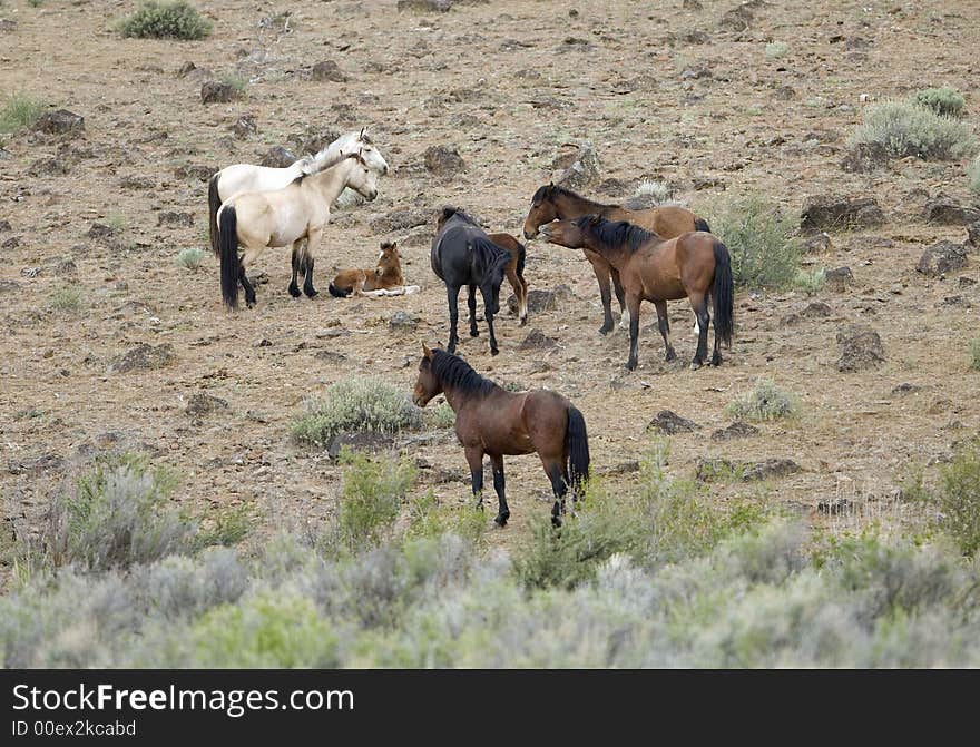 Wild horses with young colt on hillside