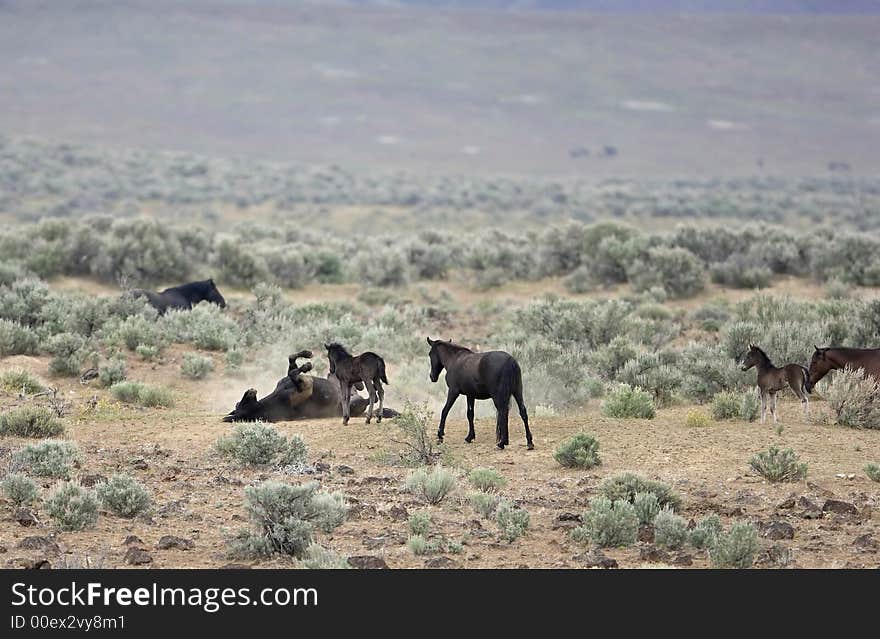 Wild horse playing and scratching its back