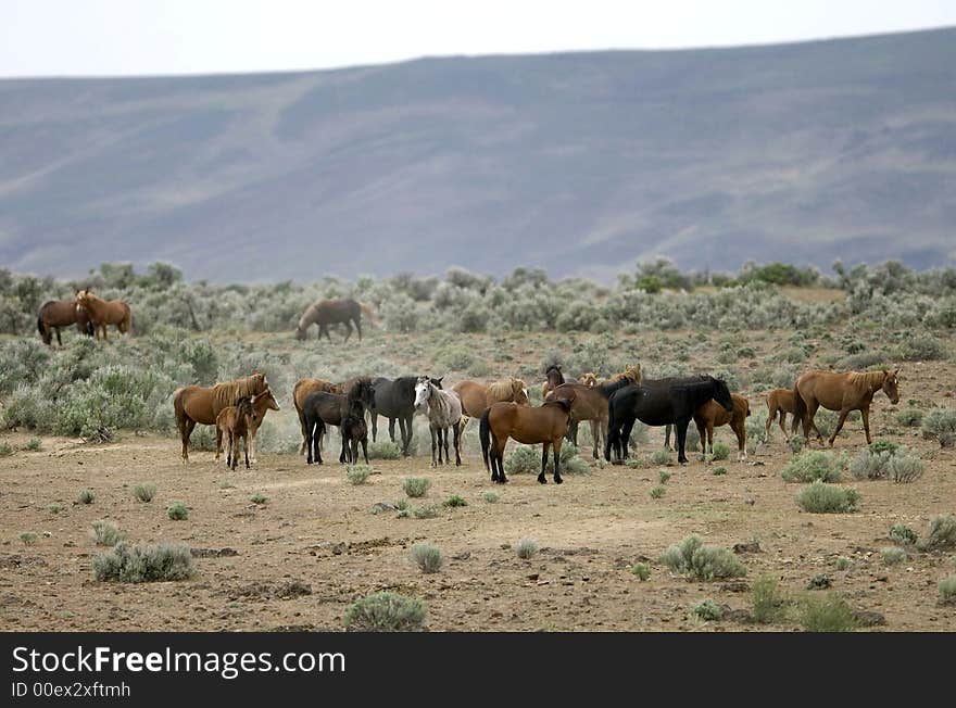 Wild horses on the praire