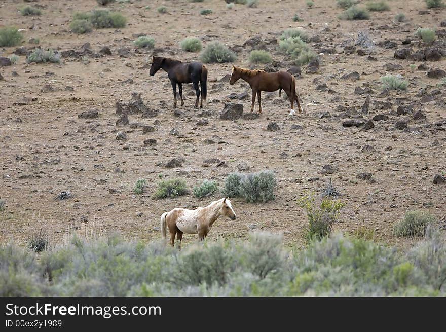 Three wild horses on hillside out on the praire