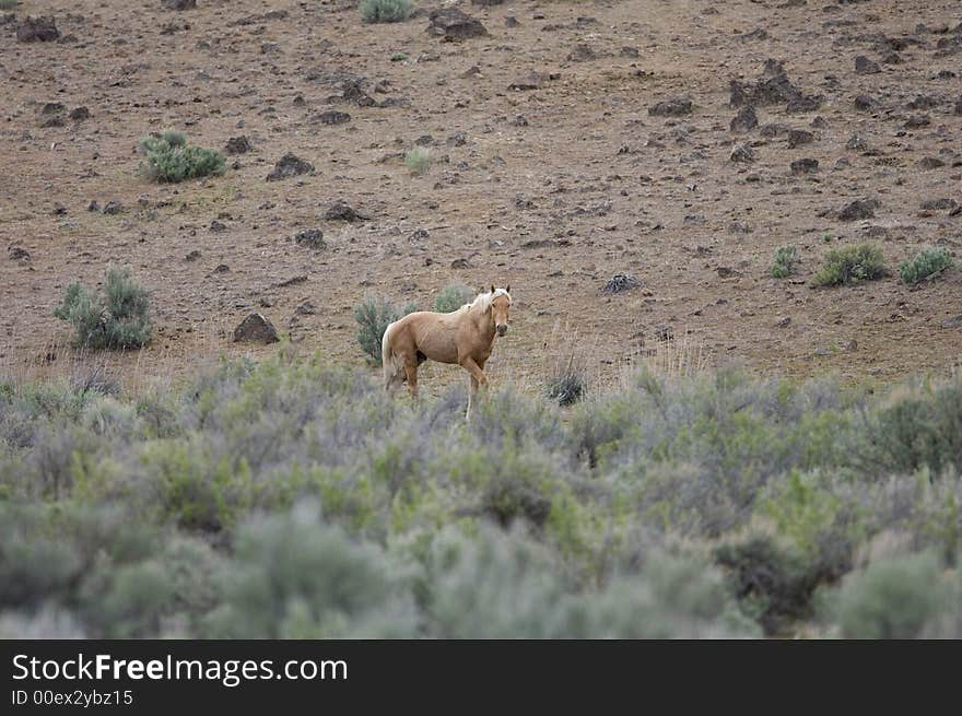 Lone wild horse standing in the sage brush