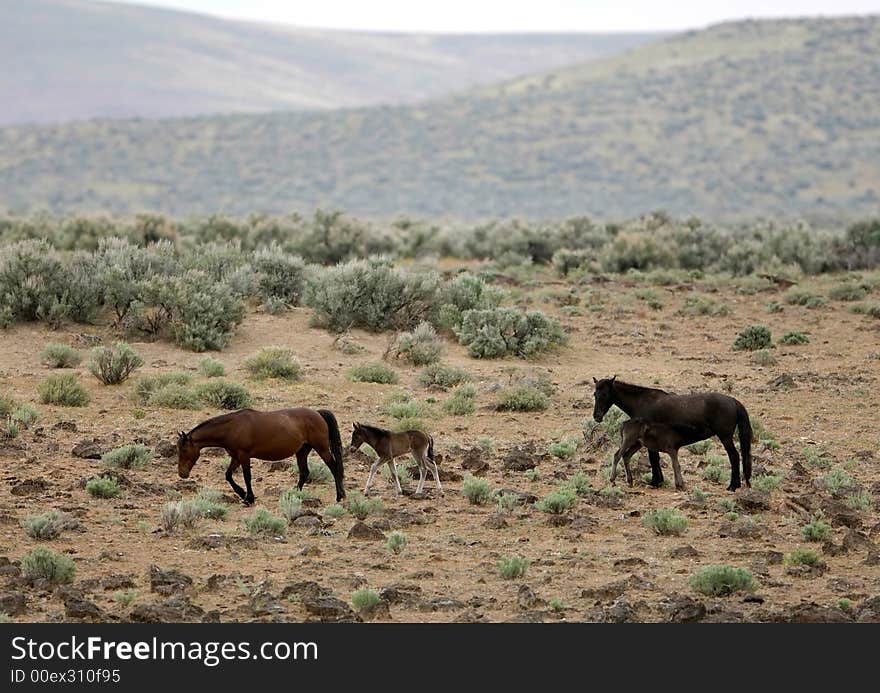 Wild horses with young colt walking across the praire