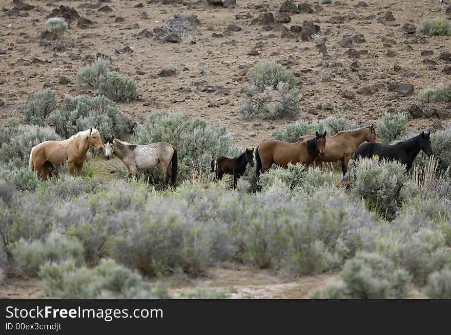 Wild horses standing in sage