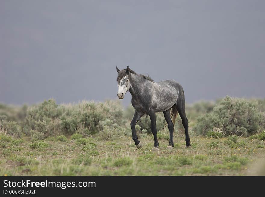 Wild horse walking through grasslands