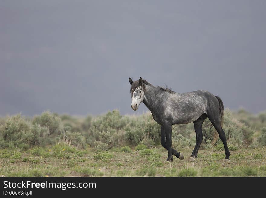 Wild horse walking through grasslands