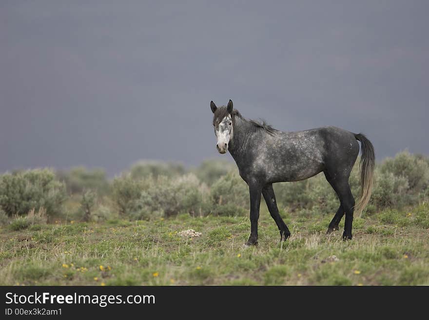 Wild horse walking through grasslands