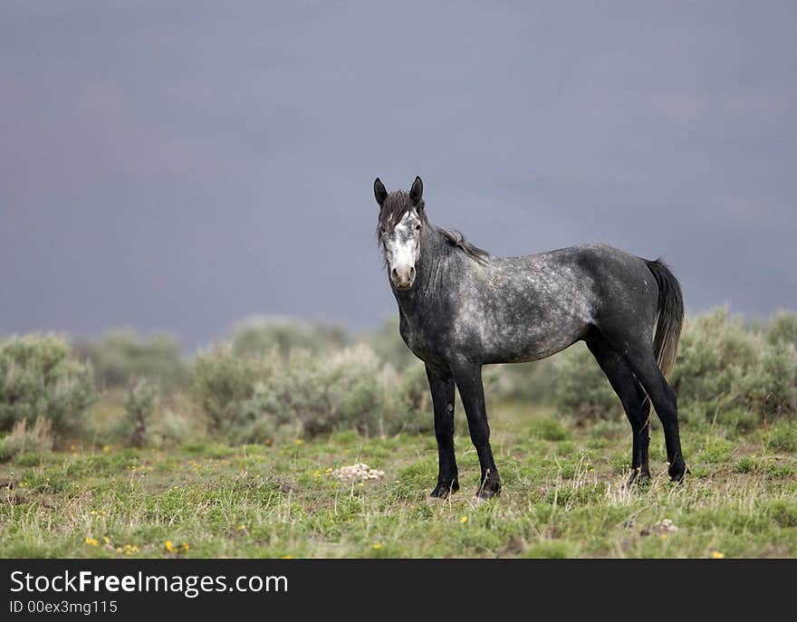 Wild horse walking through grasslands