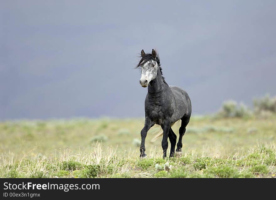 Wild horse walking through grasslands