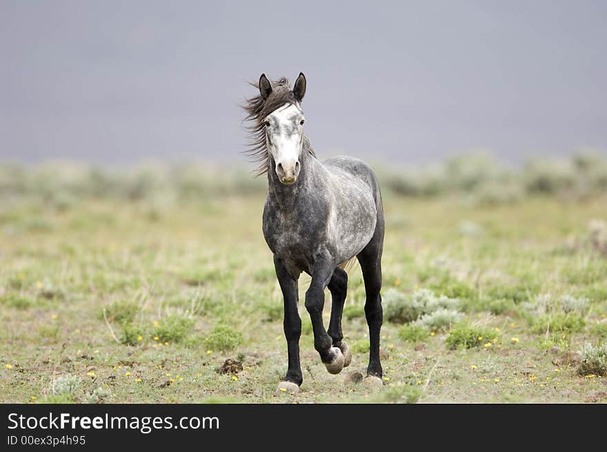 Wild horse standing alone out on the praire