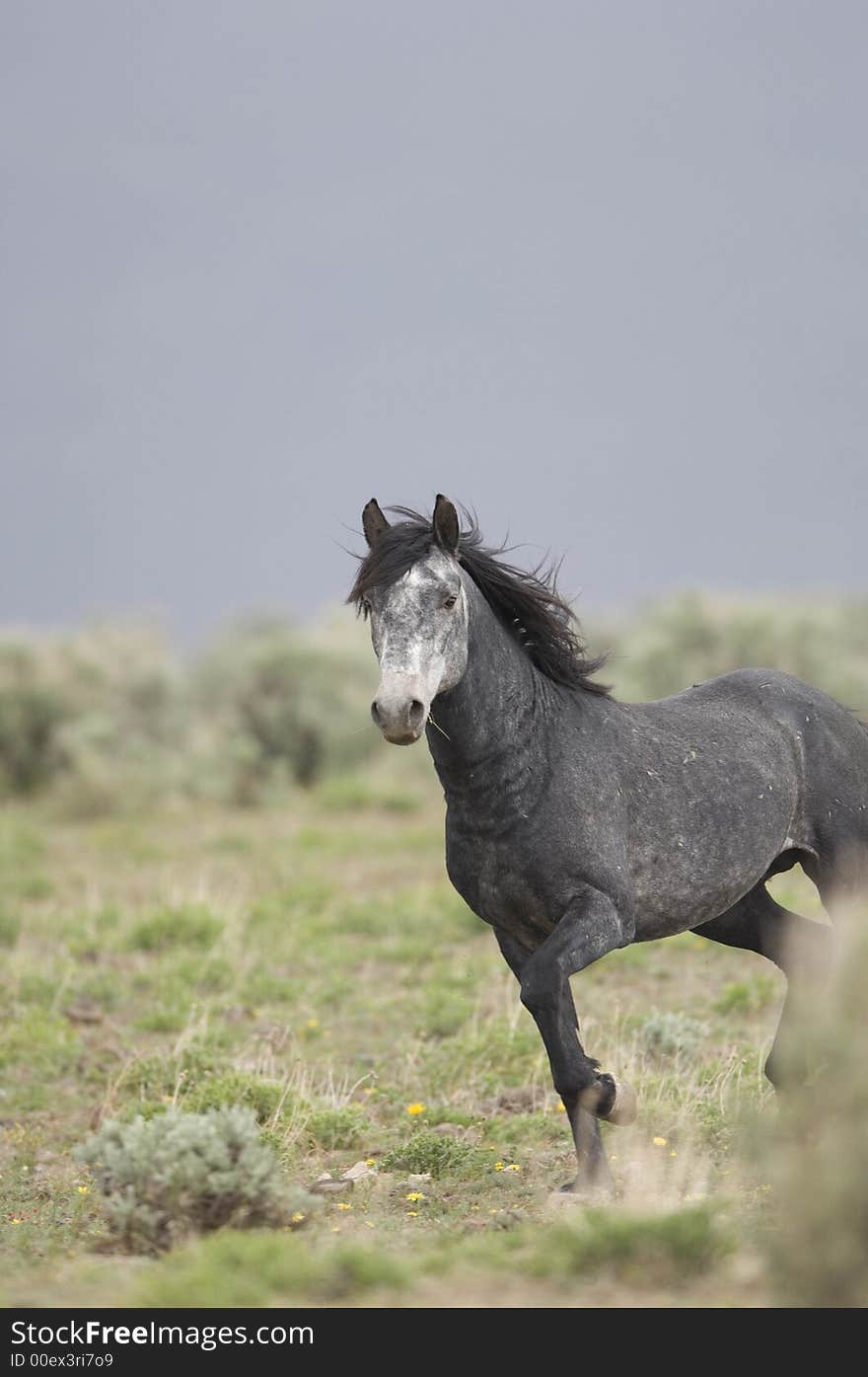 Wild horse standing alone