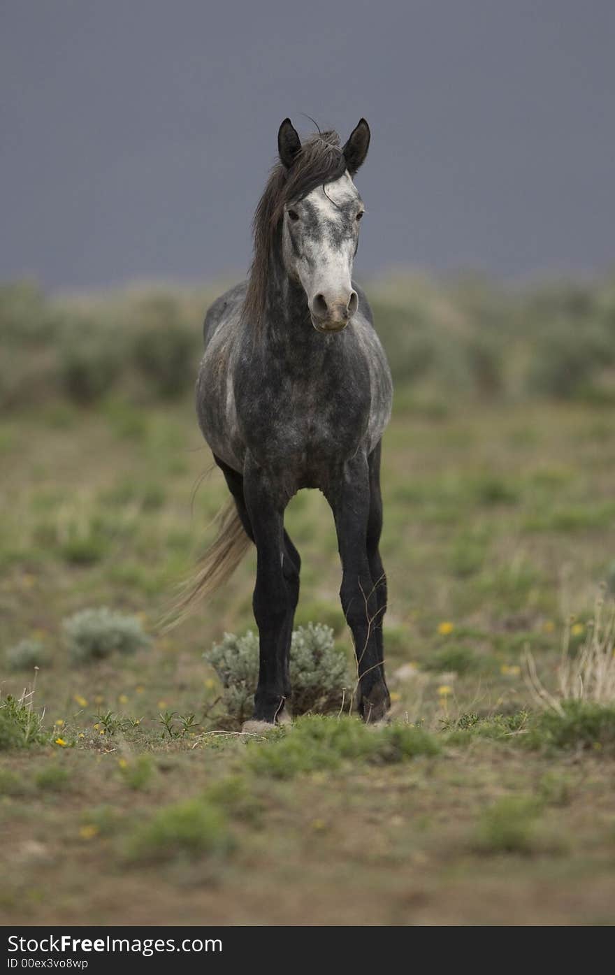 Wild Horse Standing Alone