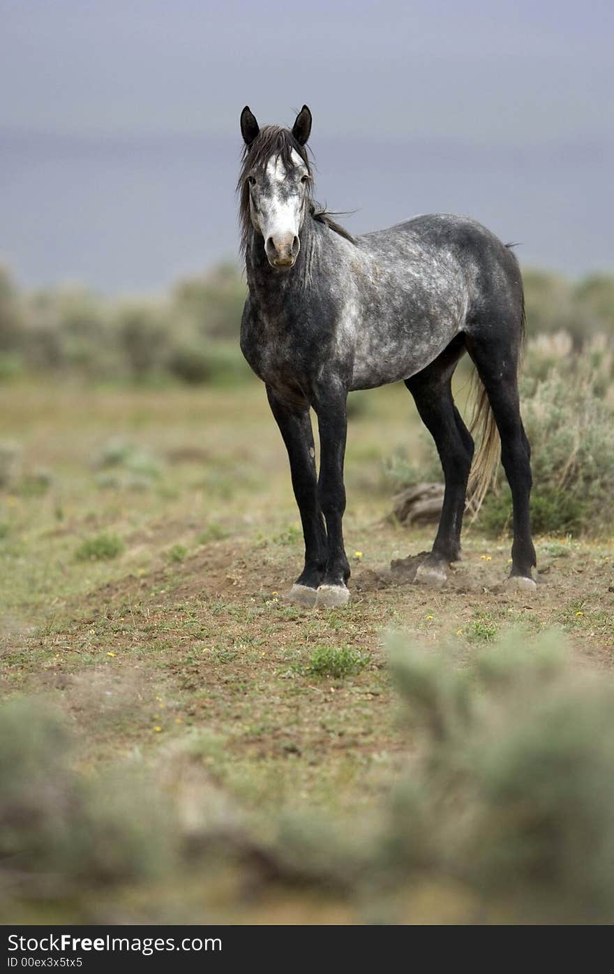 Wild Horse Standing Alone