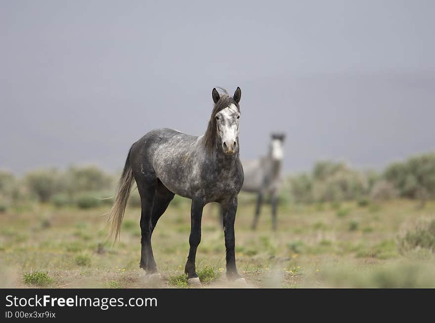 Wild horse standing alone out on the praire