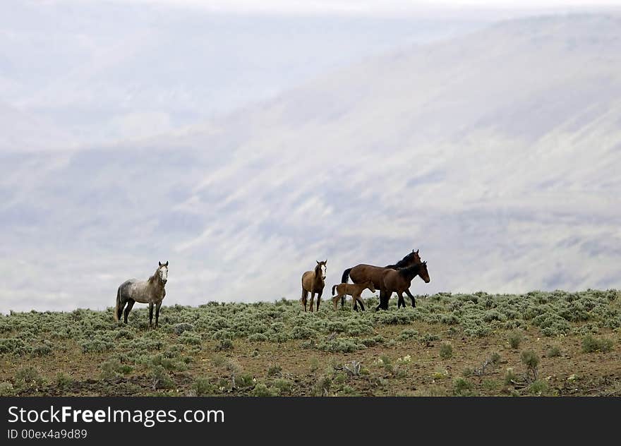 Wild horses standing on ridge with empty country behind them