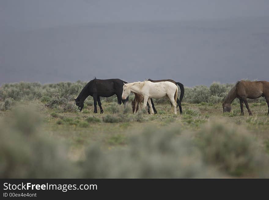 Wild horses grazing on the praire