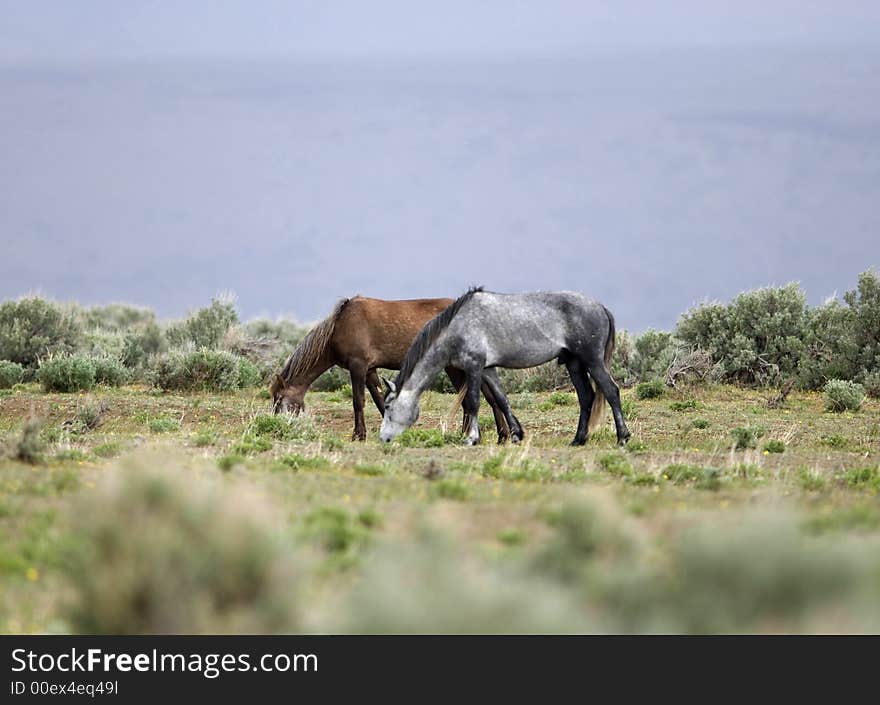 Wild Horses Grazing