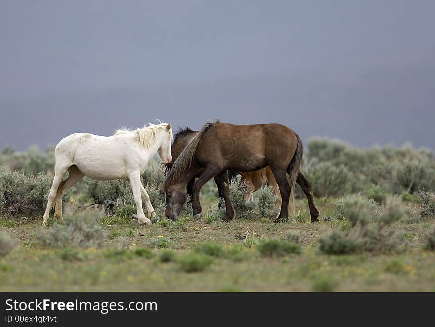 Wild horses grazing