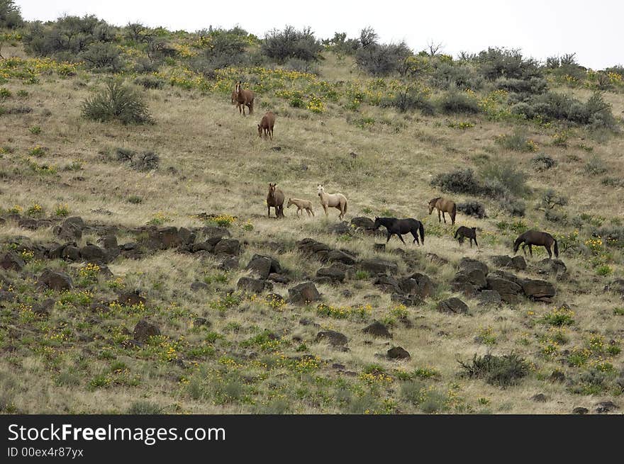 Wild horses on hillside